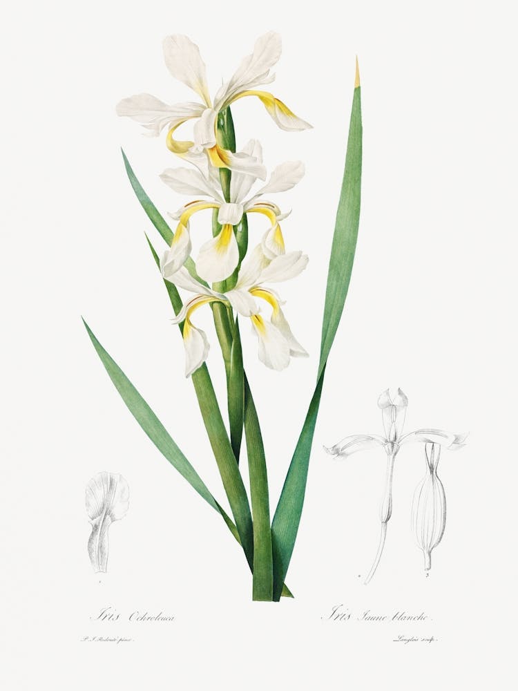Gold Banded Iris, Pierre Joseph Redouté