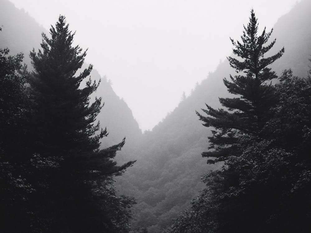 Road Through The Forest