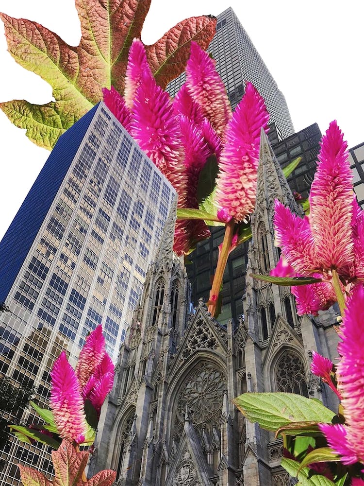 Nyc Plant Life
