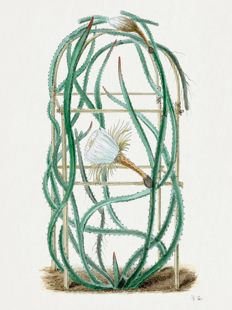 Snake Cactus, Familie Der Cacteen 1