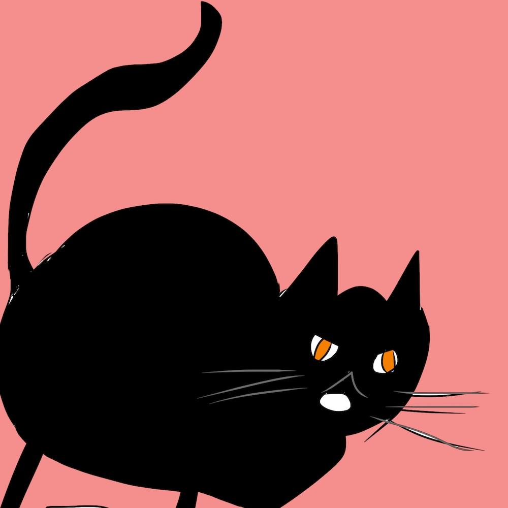 Crazy Cat Square