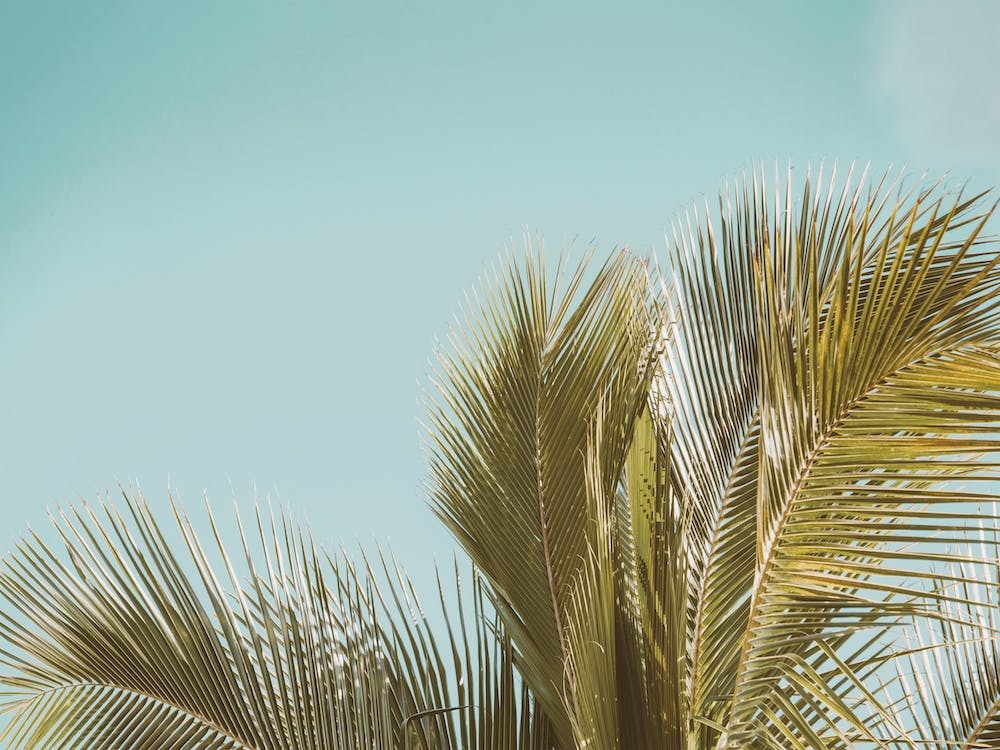 Warmes Sommer-Palmenblatt