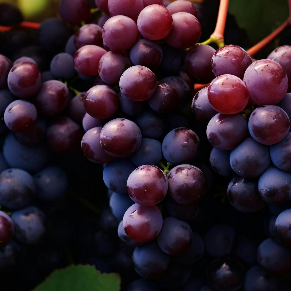 Grapes On Vine 1