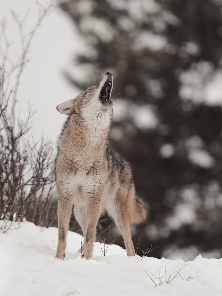 Heulender Winterwolf