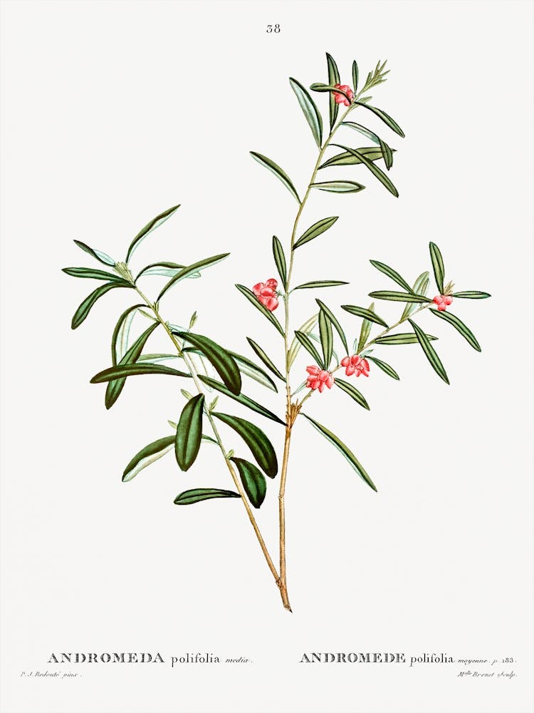 Andromeda Polifolia, Pierre Joseph Redoute