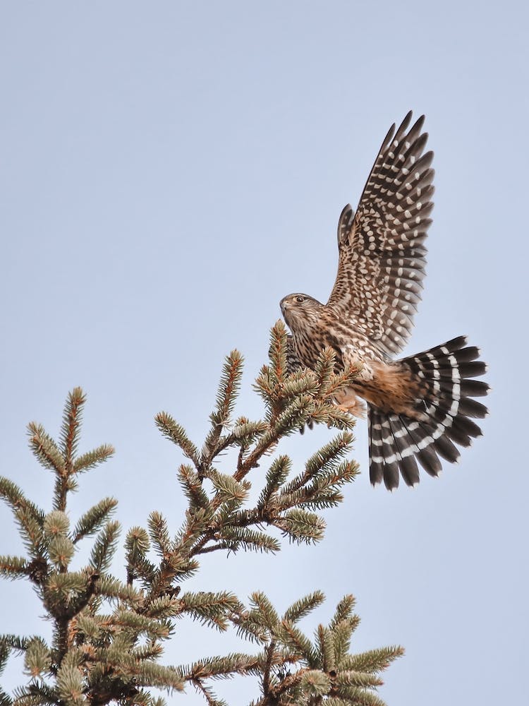 Sharp Shinned Hawk