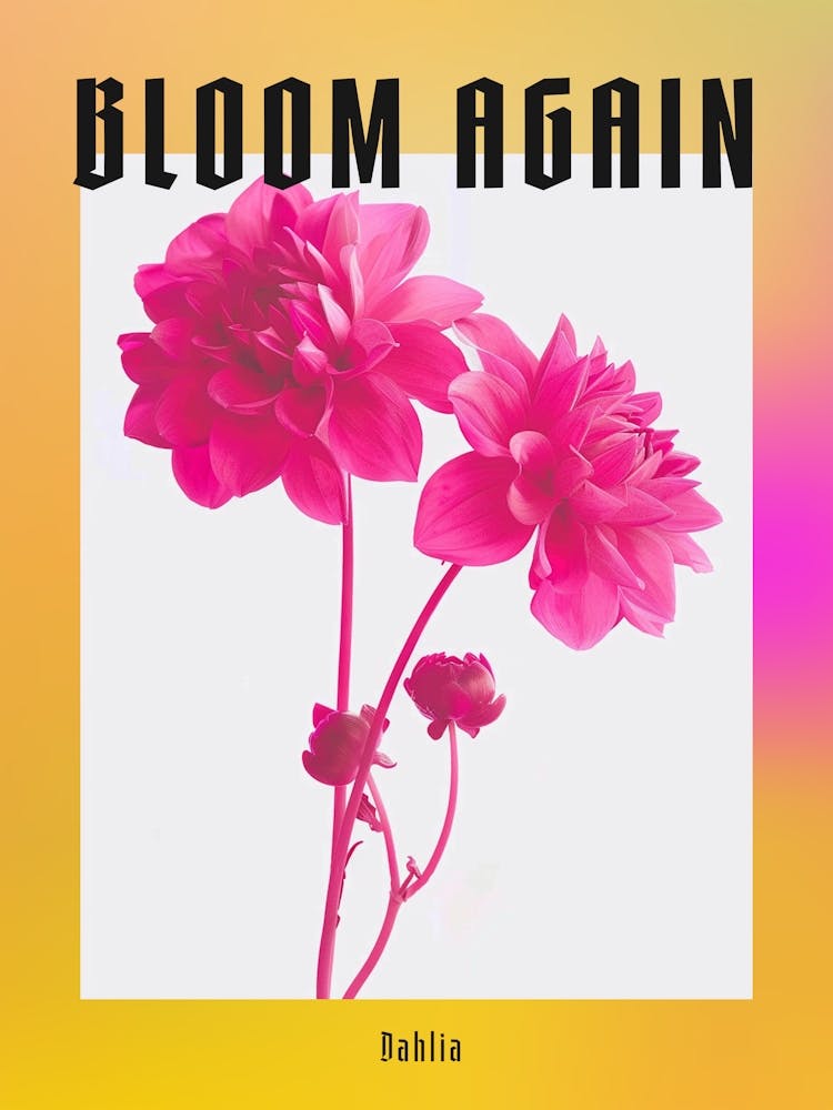 Hot Pink Dahlia 3 Poster