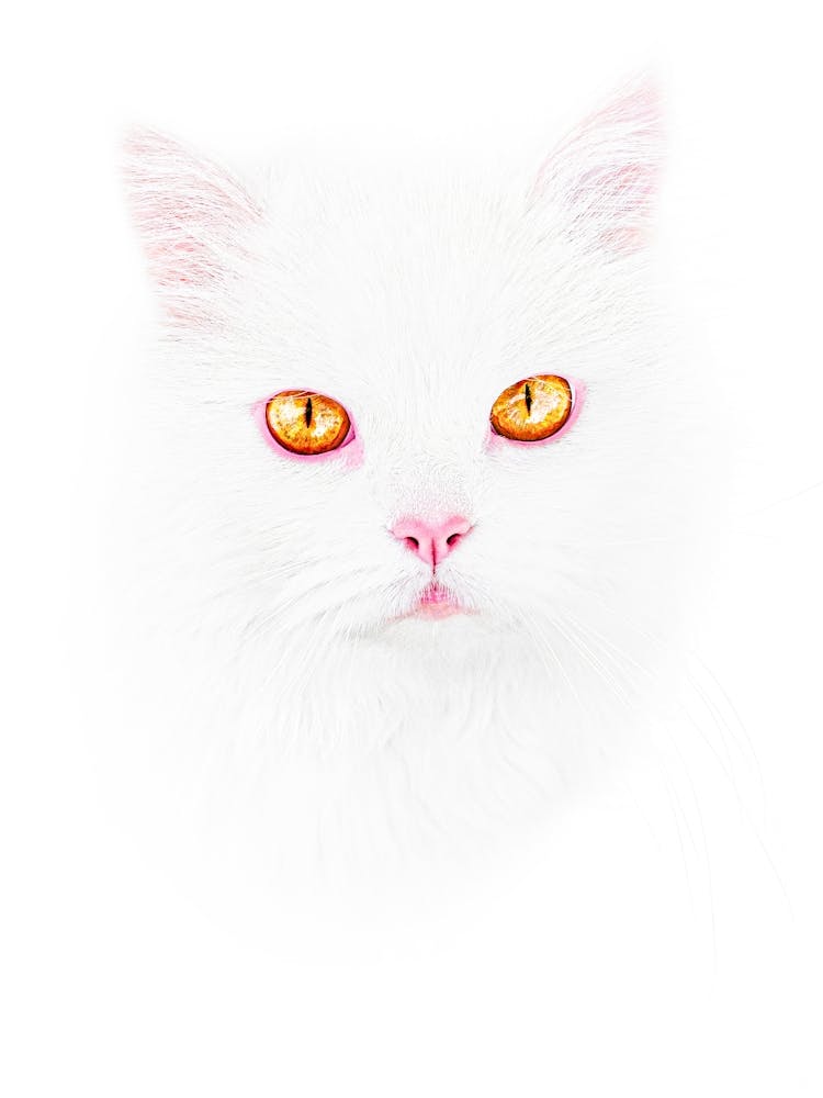 Portrait Of A White Cat With Yellow Eyes With A Pink Nose