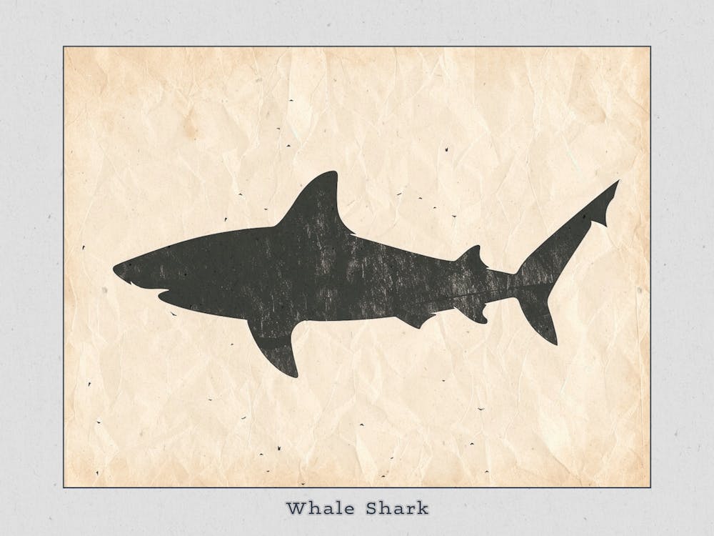 Whale Shark Grey Silhouette 5 Poster