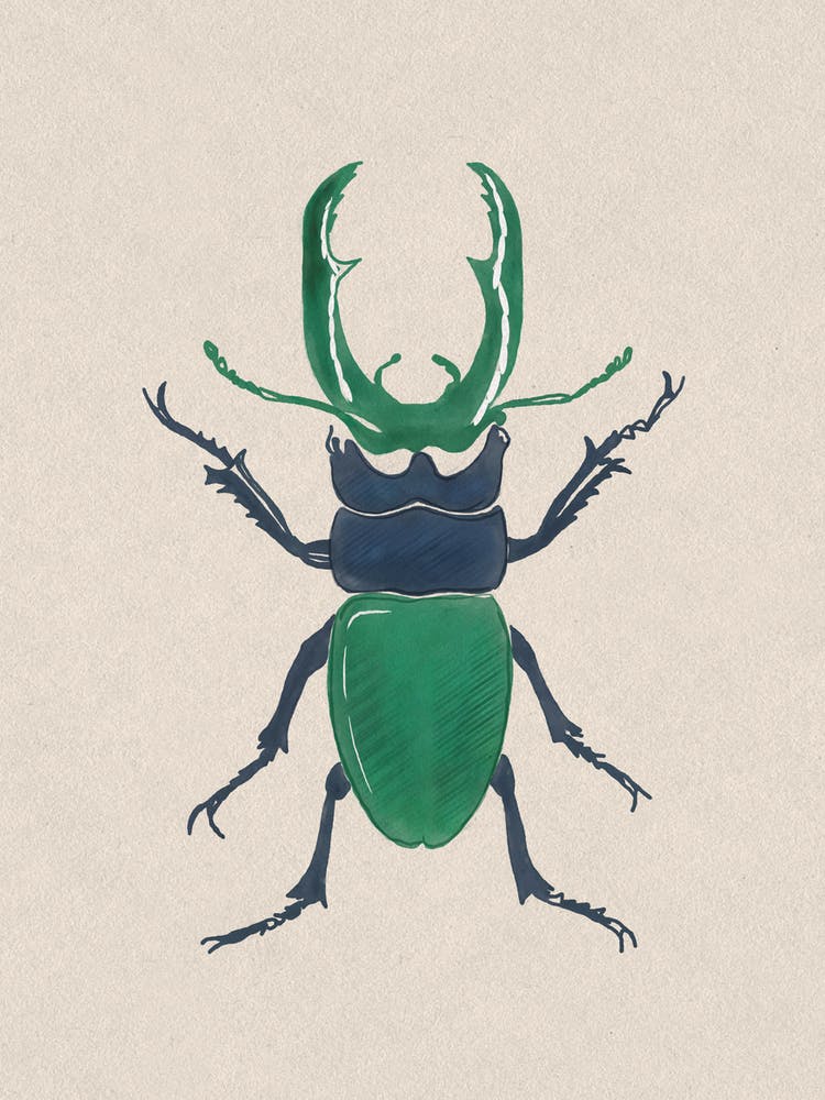 Beetle