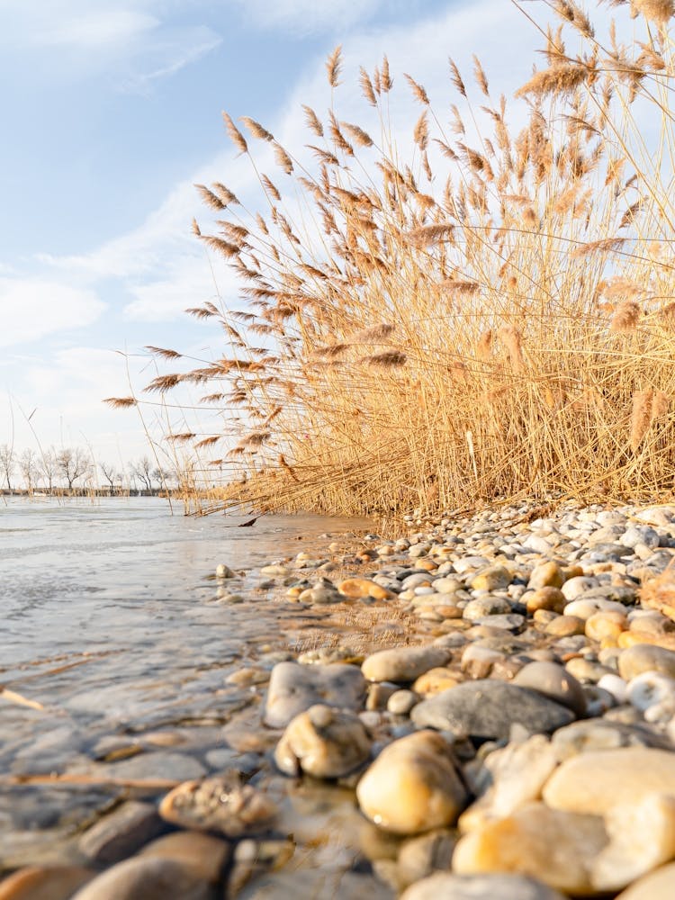 Reeds On The Shore