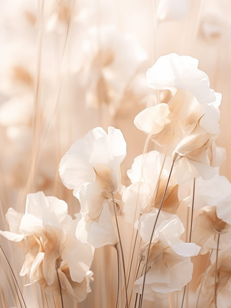 Boho Dried Flowers Sweet Pea 1