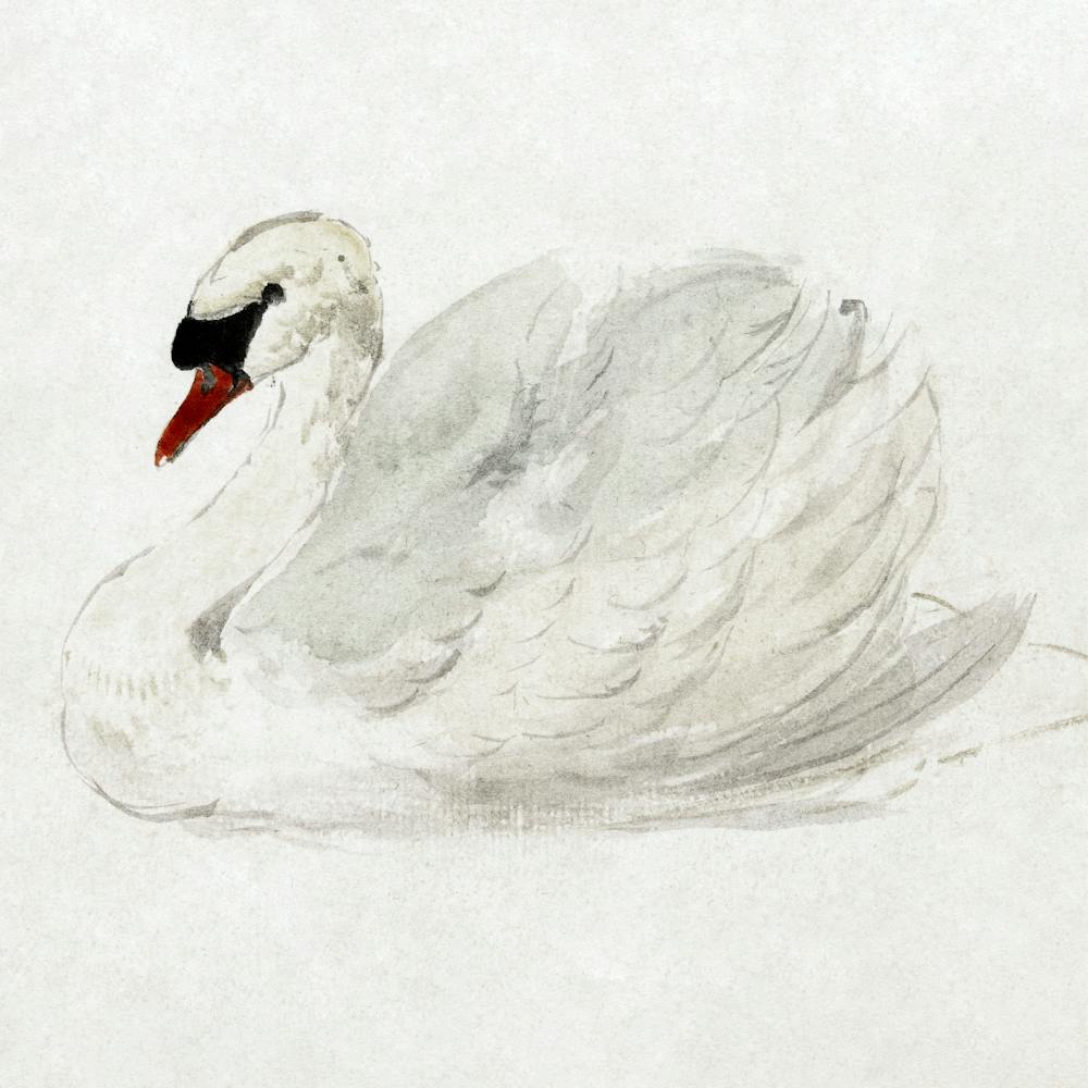 Watercolor Swan