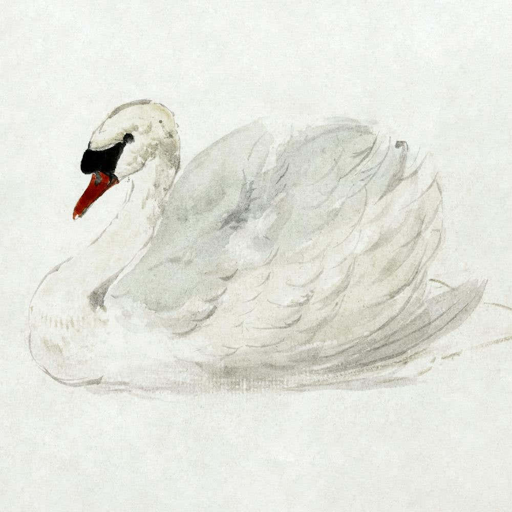 Watercolor Swan