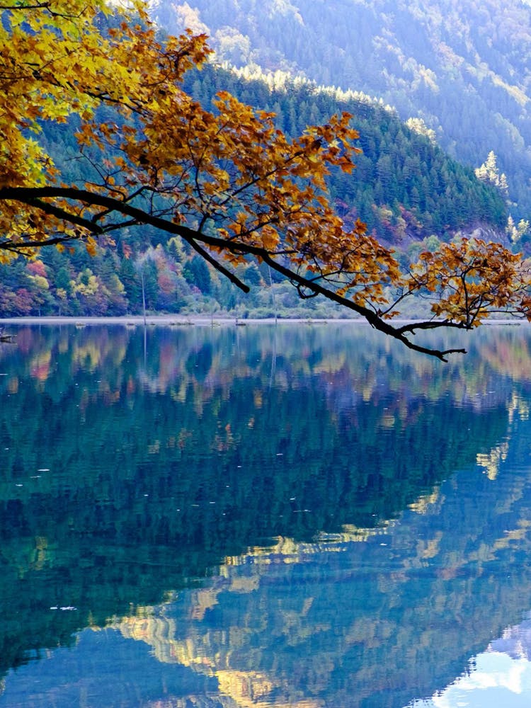 Autumn Leaves On A Lake