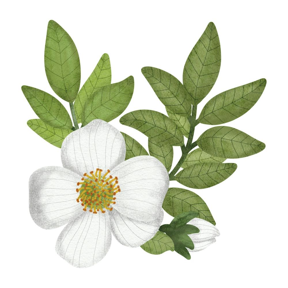 Evergreen Cherokee rose artwork
