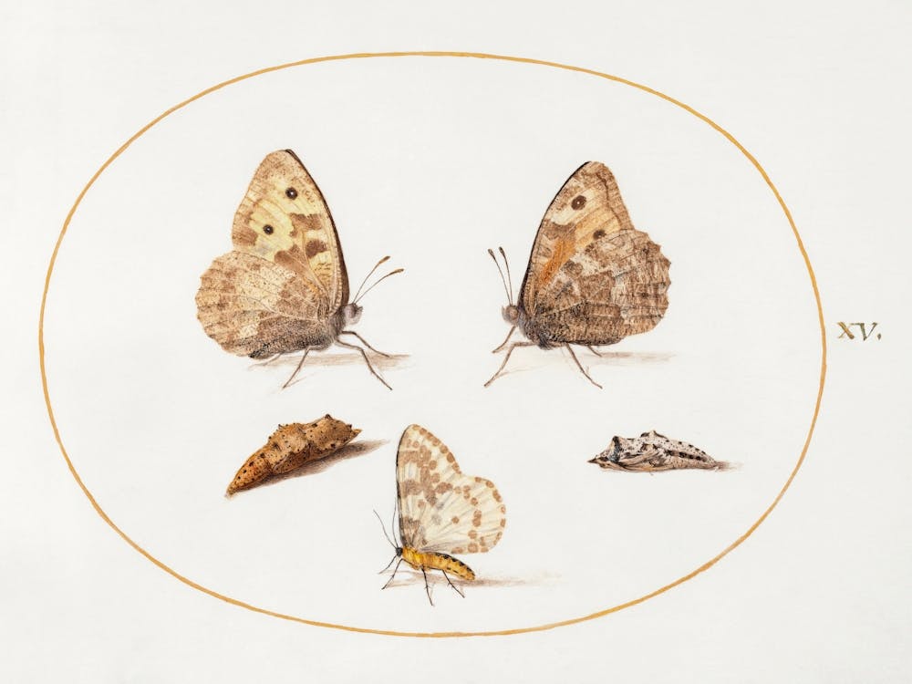 Grayling Butterfly, Magpie Moth, And Two Chrysalides (1575–1580), Joris Hoefnagel