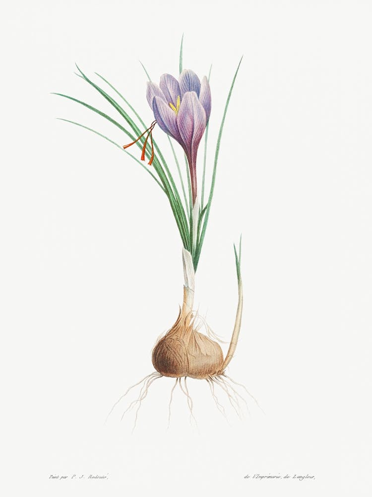 Blue Dutch iris from La Botanique de J. J. Rousseau, Pierre Joseph Redoute