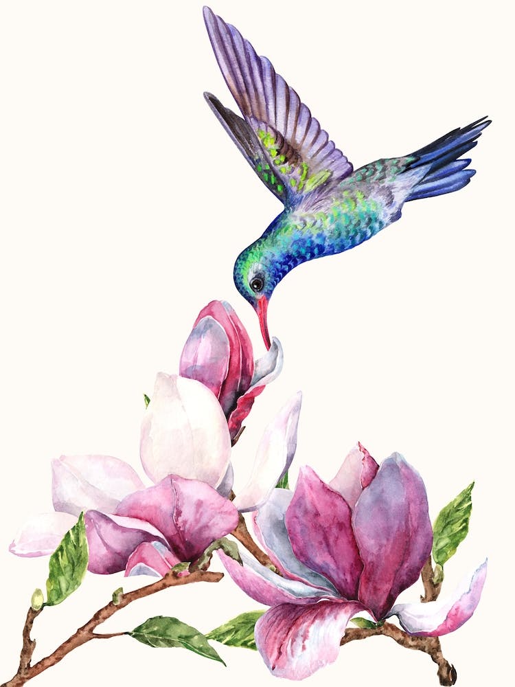 Hummingbird On Magnolia Flower