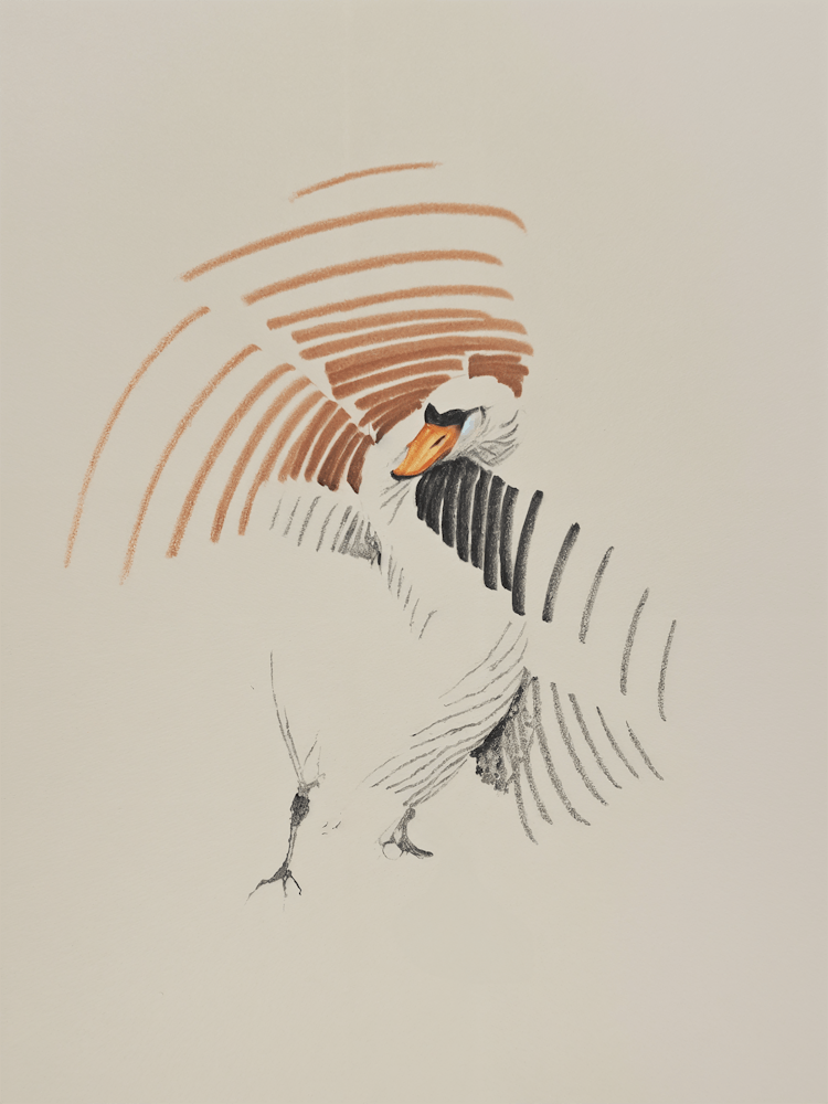 Swan Sketch