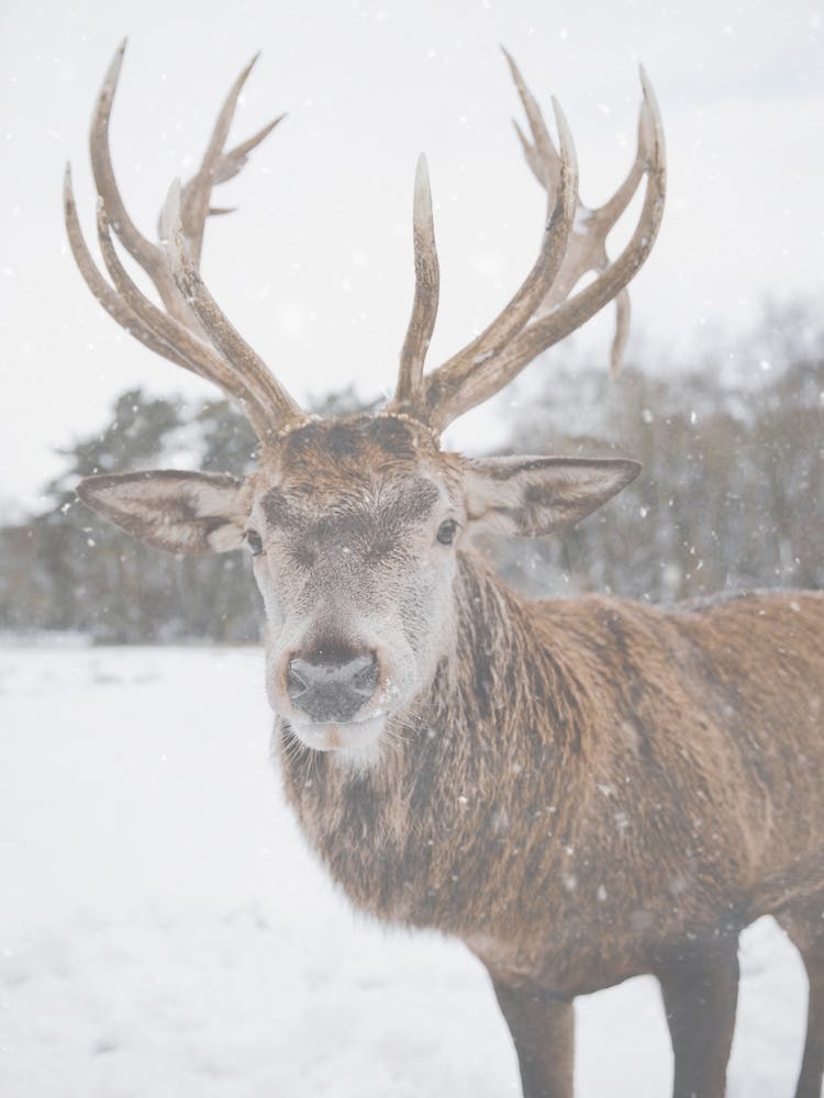 Winter Elk