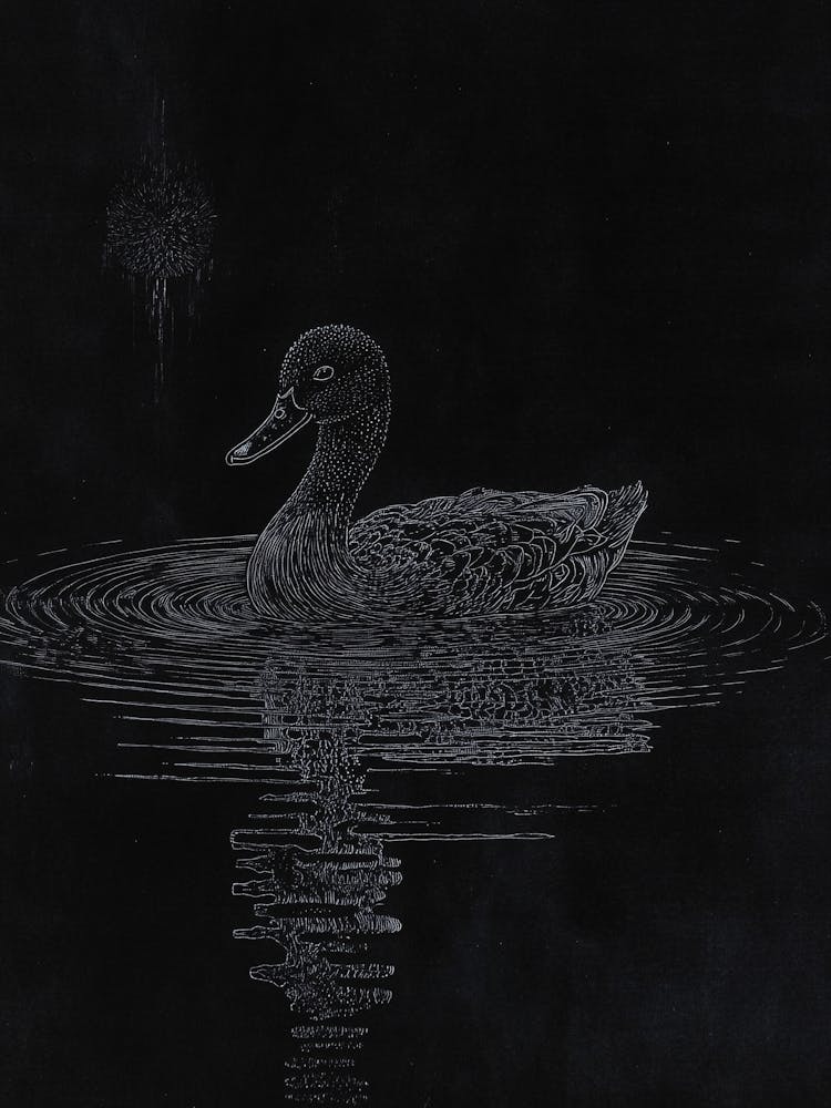 Duck In The Water 1