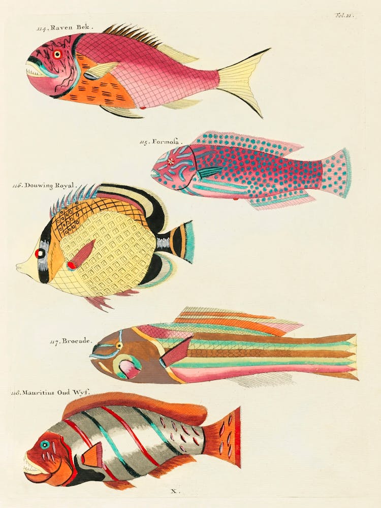 Colourful And Surreal Illustrations Of Fishes Found In Moluccas (Indonesia) And The East Indies By Louis Renard(77)
