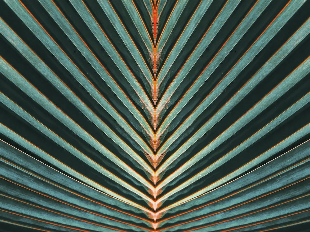 Palm Leaf
