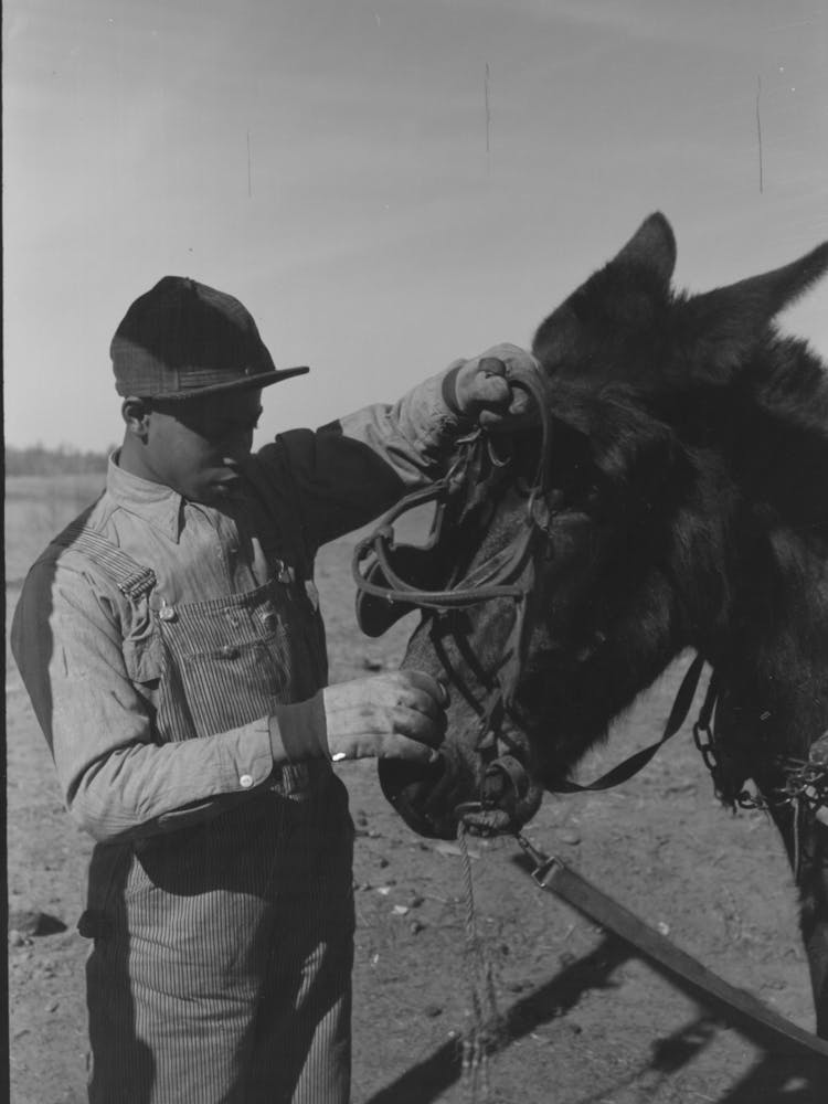 Untitled Photo, Possibly Related To Son Of Pomp Hall, Tenant Farmer, Unharnessing Mule On His Father S Far