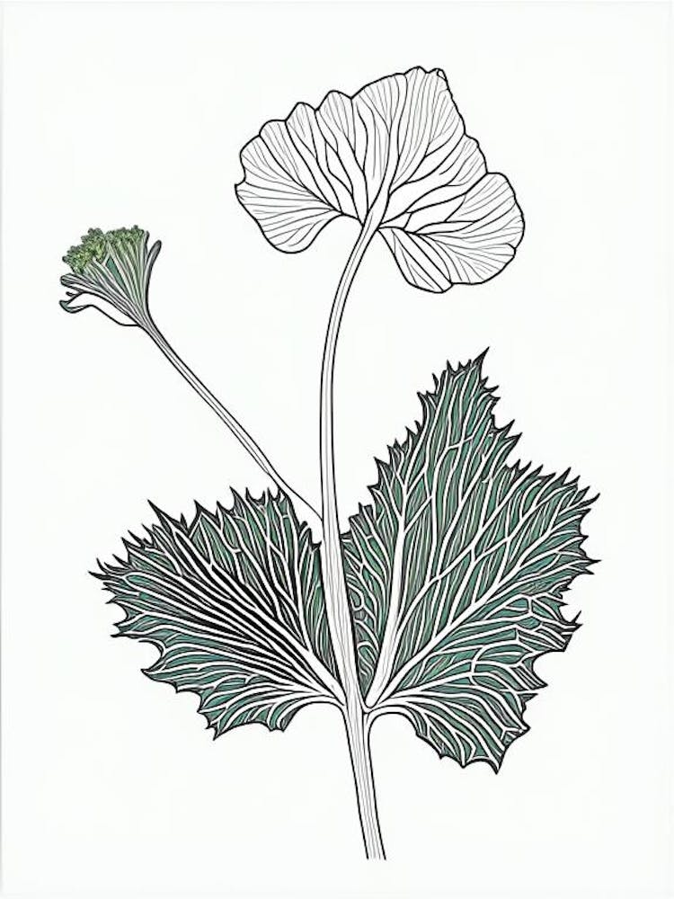 Coltsfoot Herb William Morris Inspired Line Drawing 3