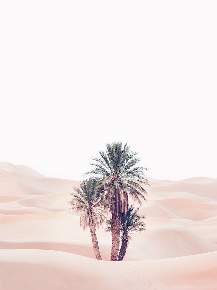 Oasis