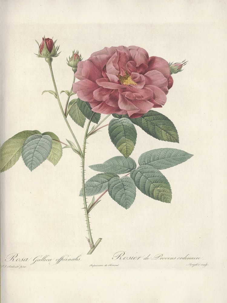 Rose Illustration, Pierre Joseph Redoute(106)
