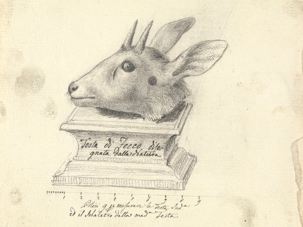 Testa Di Fecco, Luigi Balugan
