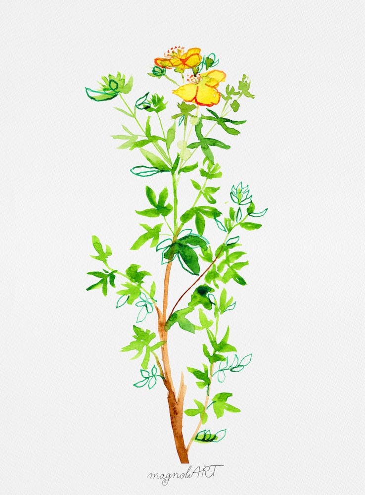 Yellow Potentilla or Cinquefoils watercolor artwork