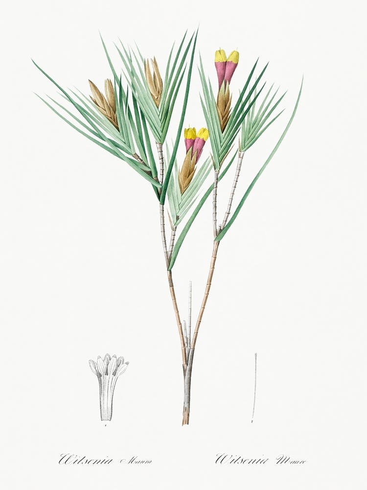 Witsenia Maura Illustration From Les Liliacées (1805), Pierre Joseph Redoute