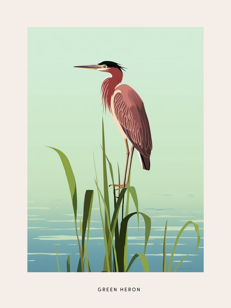 Minimalist Green Heron 2 Bird Poster