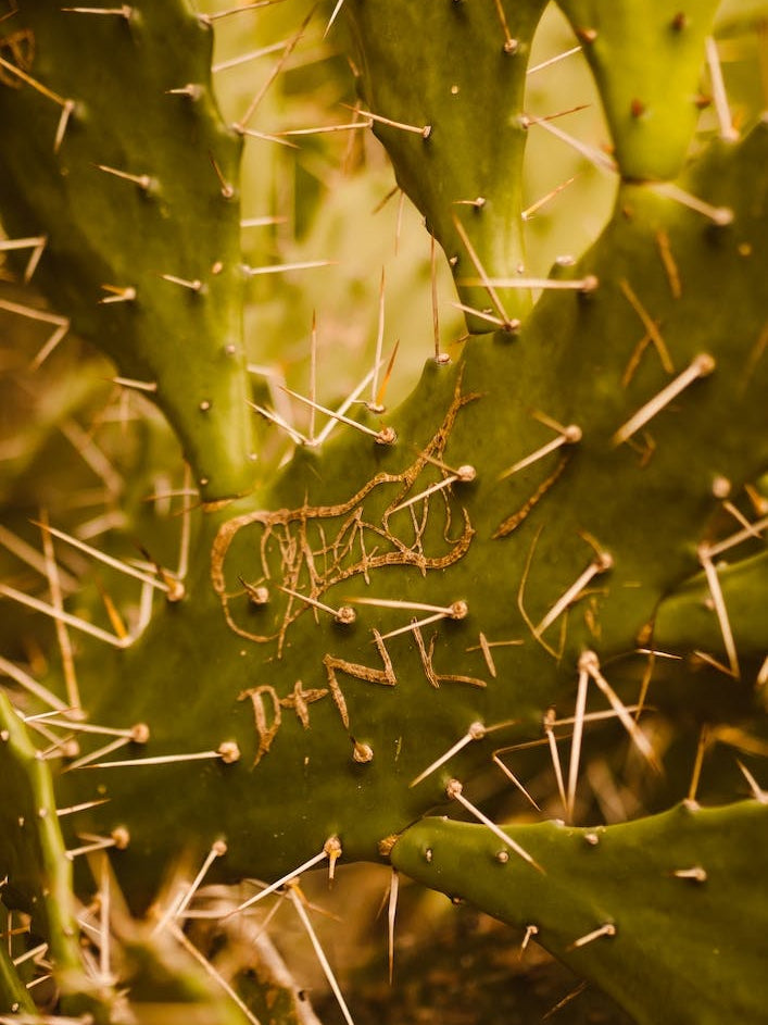 Cactus