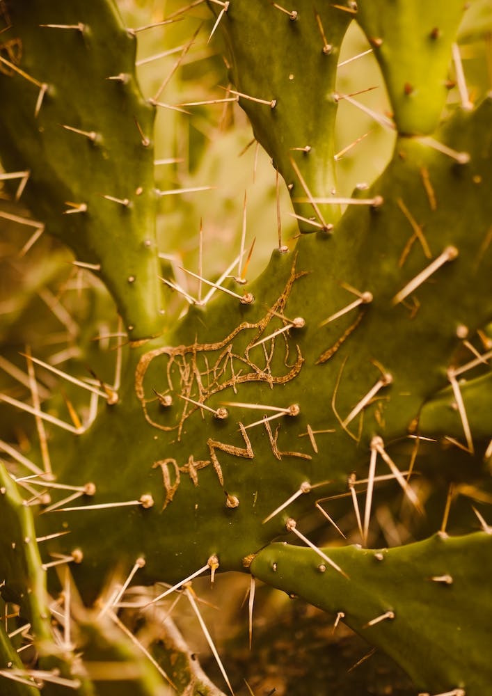Cactus