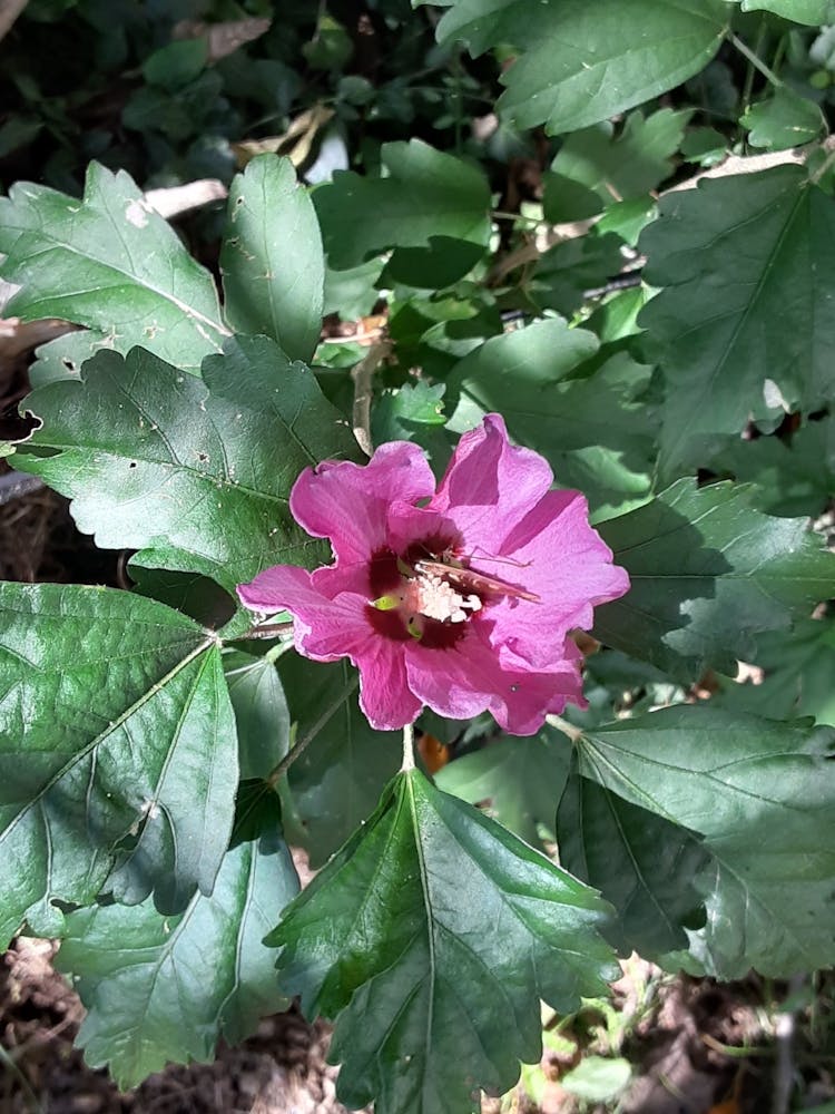 Hibiscus Flower