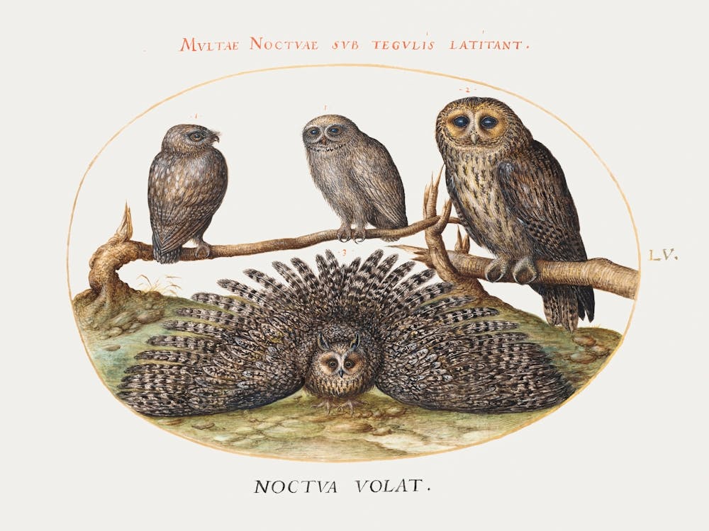 Four Owls (1575 1580) Gemälde In Hoher Auflösung Von Joris Hoefnagel, Joris Hoefnagel