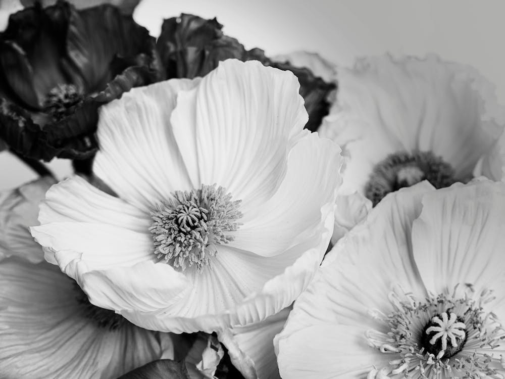 Poppy Flower Bw