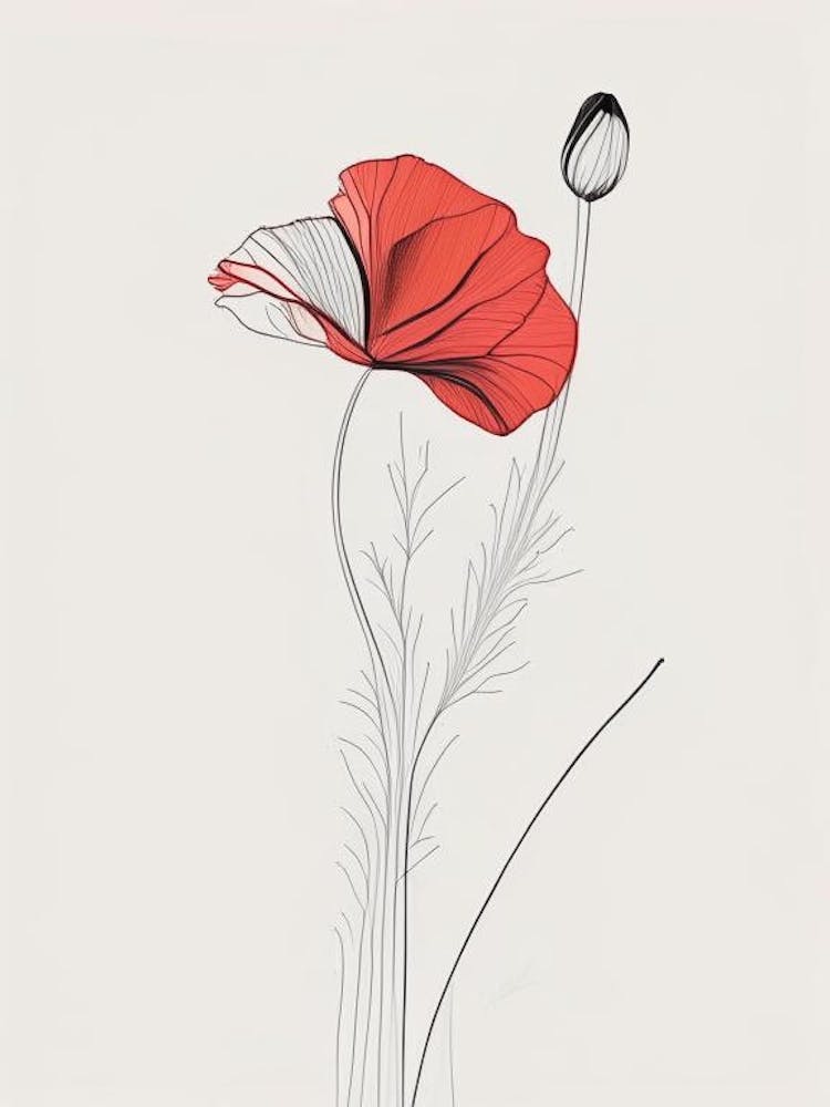 Poppy Floral Minimal Line Drawing 1 Flower