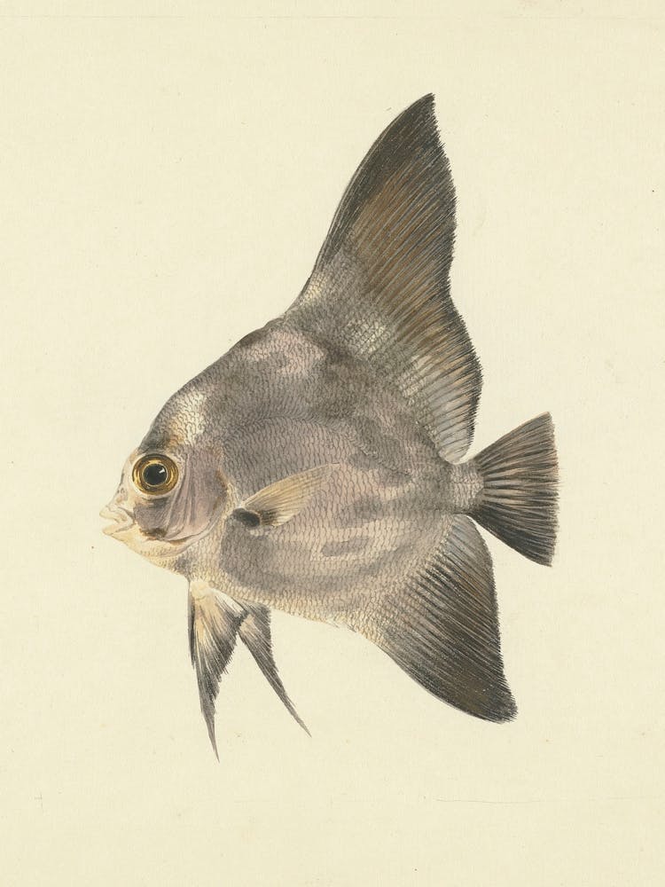 Unidentified Fish, Luigi Balugani (4) 1