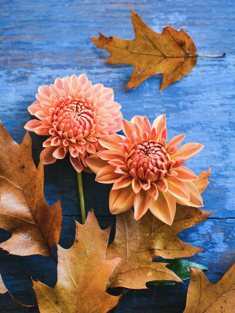 Dahlia Flowers And Oak Leaves