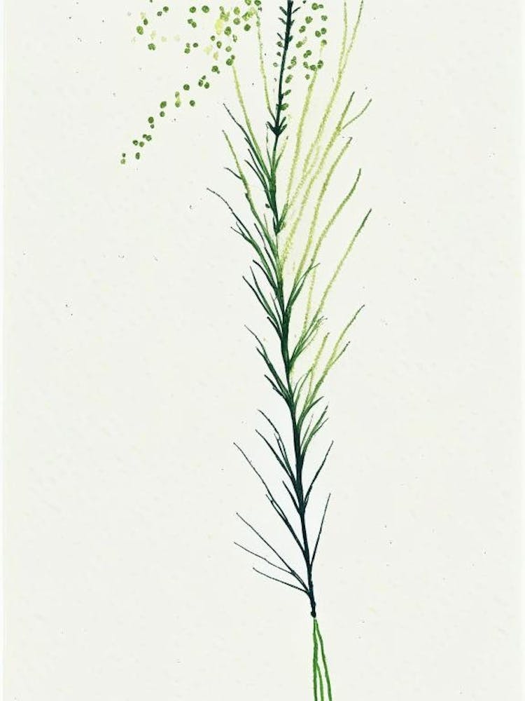 Horsetail Herb Minimalist Watercolour 1