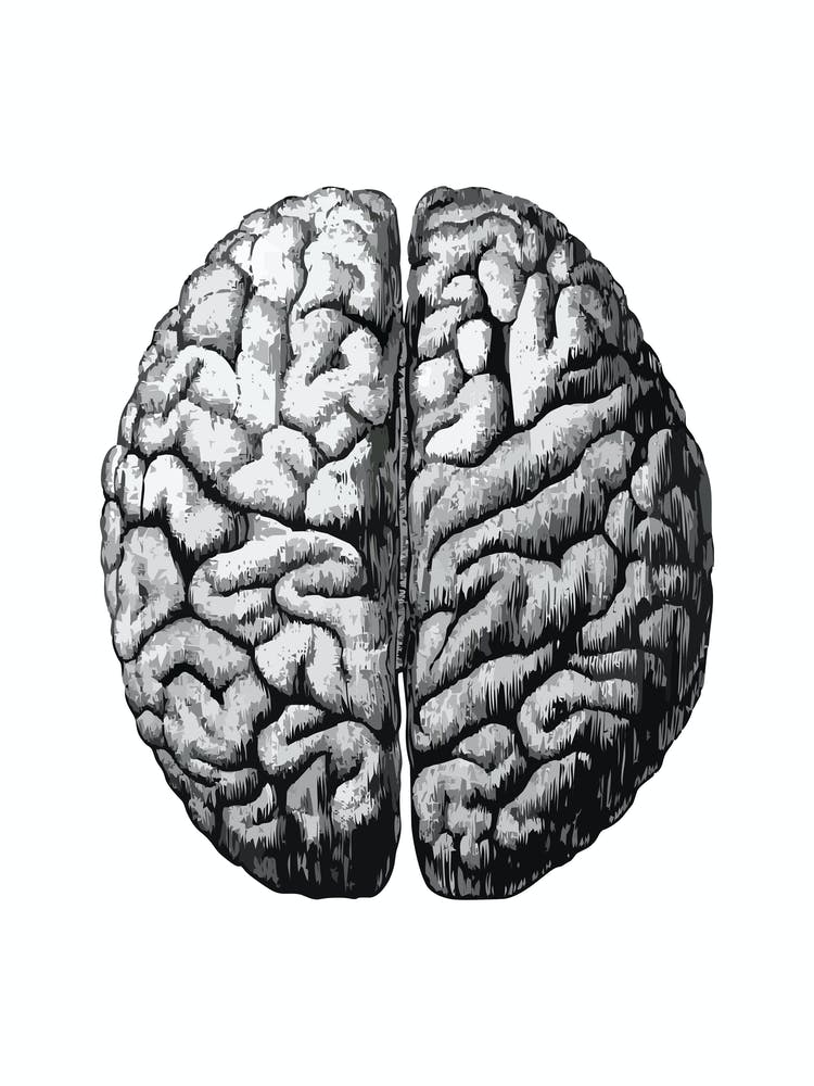 Black and white Brain