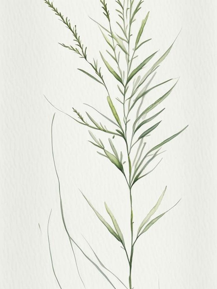 White Willow Herb Minimalist Watercolour 3