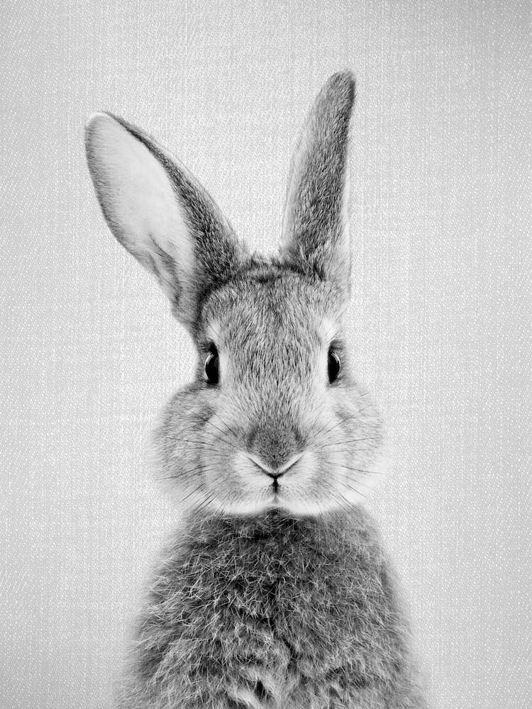 Rabbit - Black & White