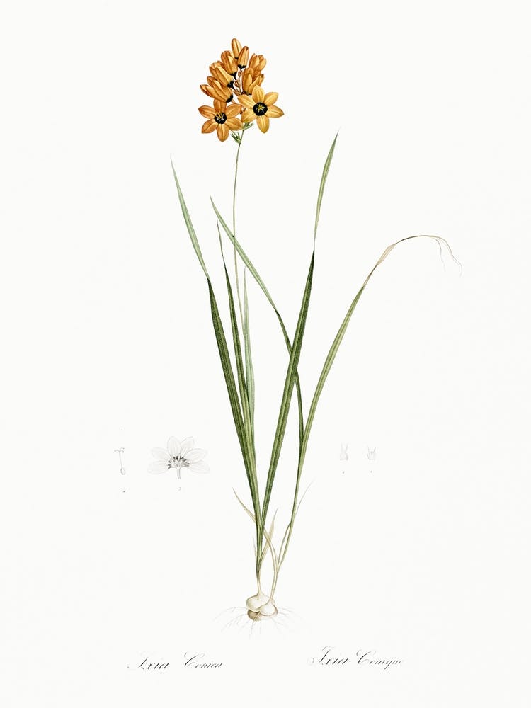 Ixia Conica Illustration From Les Liliacées (1805), Pierre Joseph Redoute