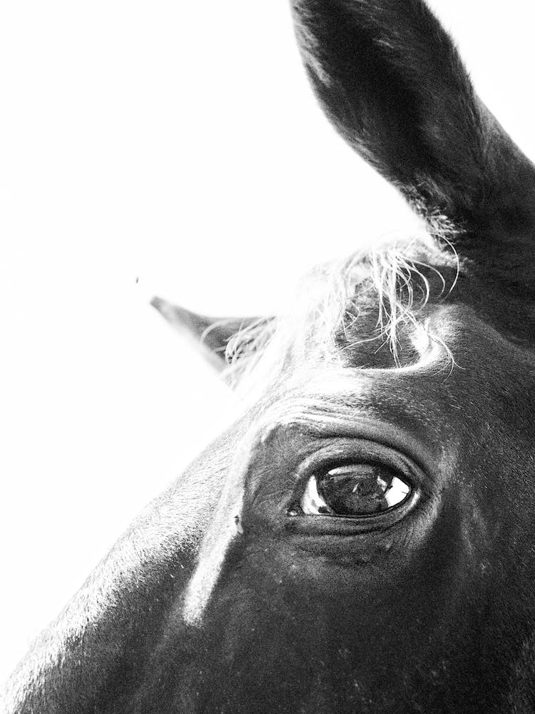 Black And White Horse Portrait 3